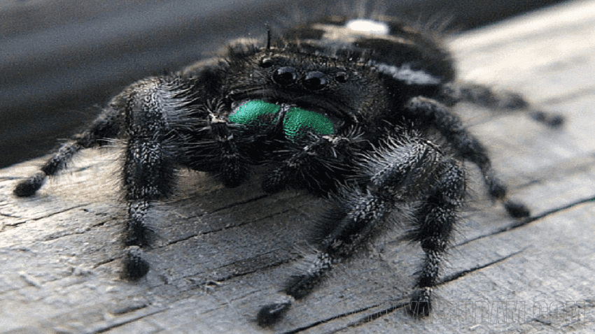 Daring Jumping Spiders Blinded By Hunger